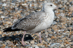 Larus argentatus