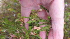 Philotheca angustifolia