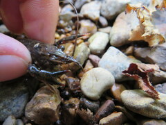 Faxonius alabamensis