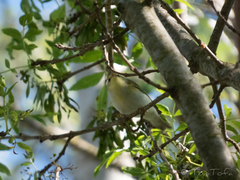 Phylloscopus sibilatrix