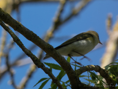 Phylloscopus sibilatrix