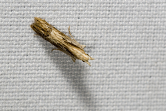 Hypatima