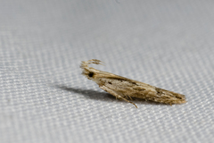 Hypatima