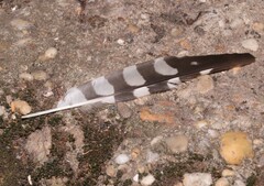 Dendrocopos major