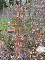 Oenothera gaura