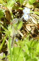 Myosotis ramosissima
