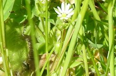 Stellaria media