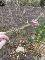 Oenothera gaura