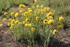 Lasiosiphon kraussianus