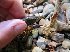 Faxonius alabamensis