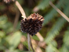 Juncus ensifolius