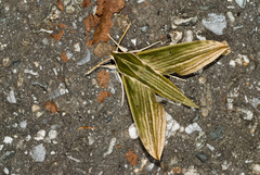 Cechetra subangustata