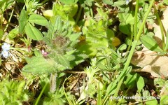 Parentucellia latifolia