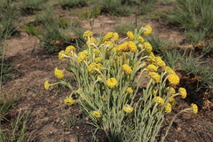 Lasiosiphon kraussianus