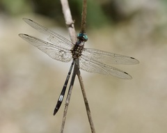Brechmorhoga praecox