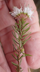 Agathosma capensis