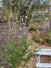 Oenothera gaura