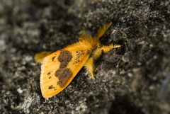 Euproctis purpureofasciata
