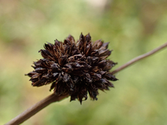 Juncus ensifolius