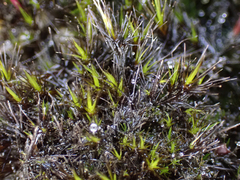 Campylopus atrovirens