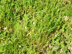 Parentucellia latifolia