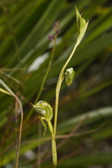 Pterostylis gibbosa