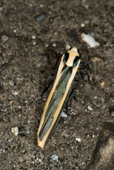 Chrysorabdia vilemani