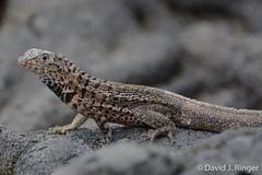 Santiago Lava Lizard photo 3