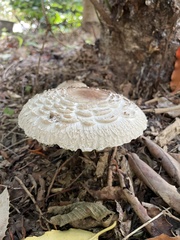 Chlorophyllum rhacodes