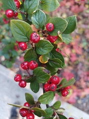 Cotoneaster wardii