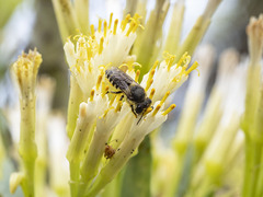Megachile canariensis