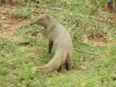 Urva