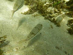 Torquigener pleurogramma