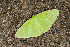 Tanaoctenia haliaria