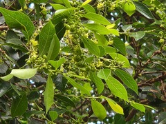 Glochidion rubrum