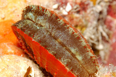 Laevichlamys squamosa