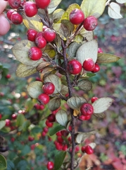 Cotoneaster wardii