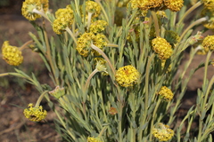 Lasiosiphon kraussianus