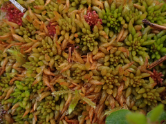 Sphagnum austinii