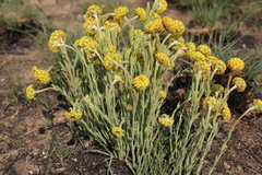 Lasiosiphon kraussianus