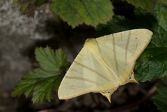 Ourapteryx sciticaudaria