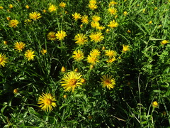 Pentanema helveticum