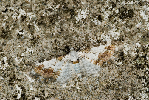 Eupithecia likiangi