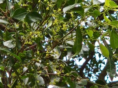 Glochidion rubrum
