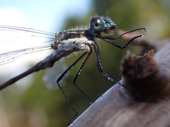 Lestes disjunctus