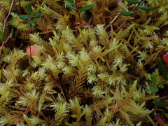 Aulacomnium palustre