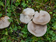 Melanoleuca strictipes
