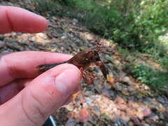 Faxonius alabamensis