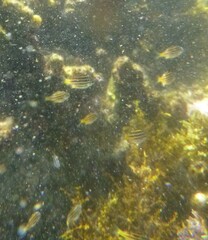 Atypichthys strigatus