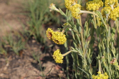 Lasiosiphon kraussianus